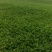 【年货节】新蒲公英根150克一瓶全国包邮发货