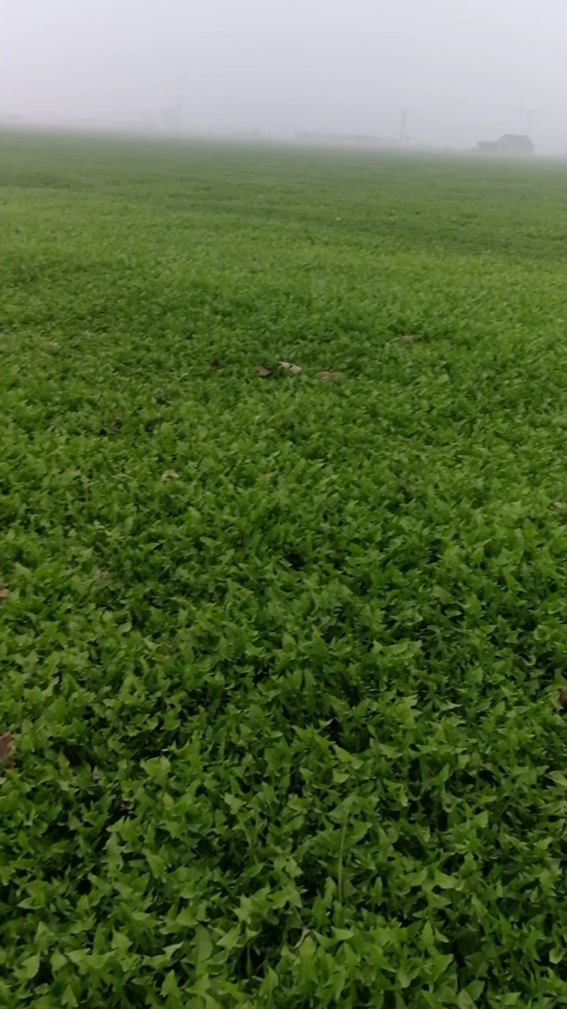 【年货节】新蒲公英根150克一瓶全国包邮发货
