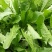 【年货节】新蒲公英根150克一瓶全国包邮发货