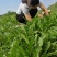 【年货节】新蒲公英根150克一瓶全国包邮发货