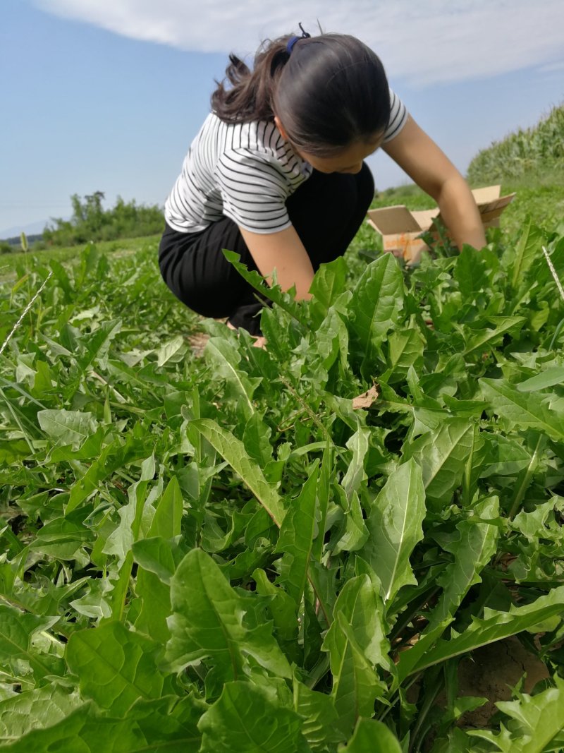 【年货节】新蒲公英根150克一瓶全国包邮发货