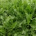 【年货节】新蒲公英根150克一瓶全国包邮发货