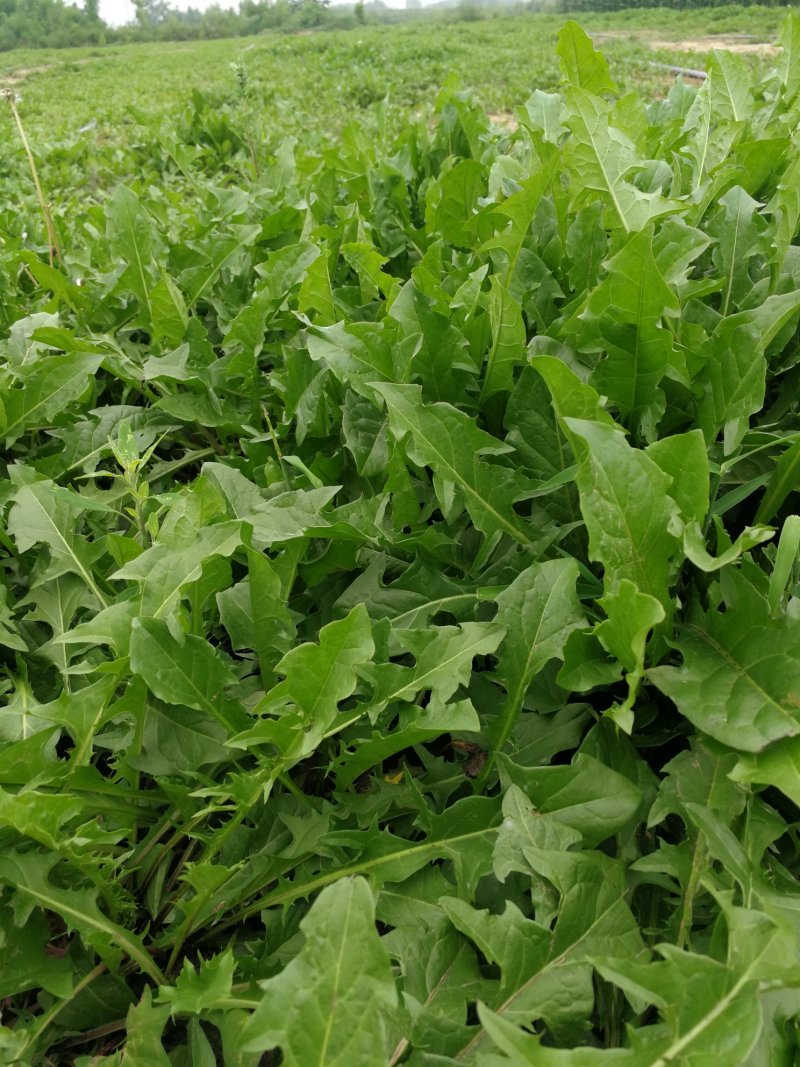 【年货节】新蒲公英根150克一瓶全国包邮发货