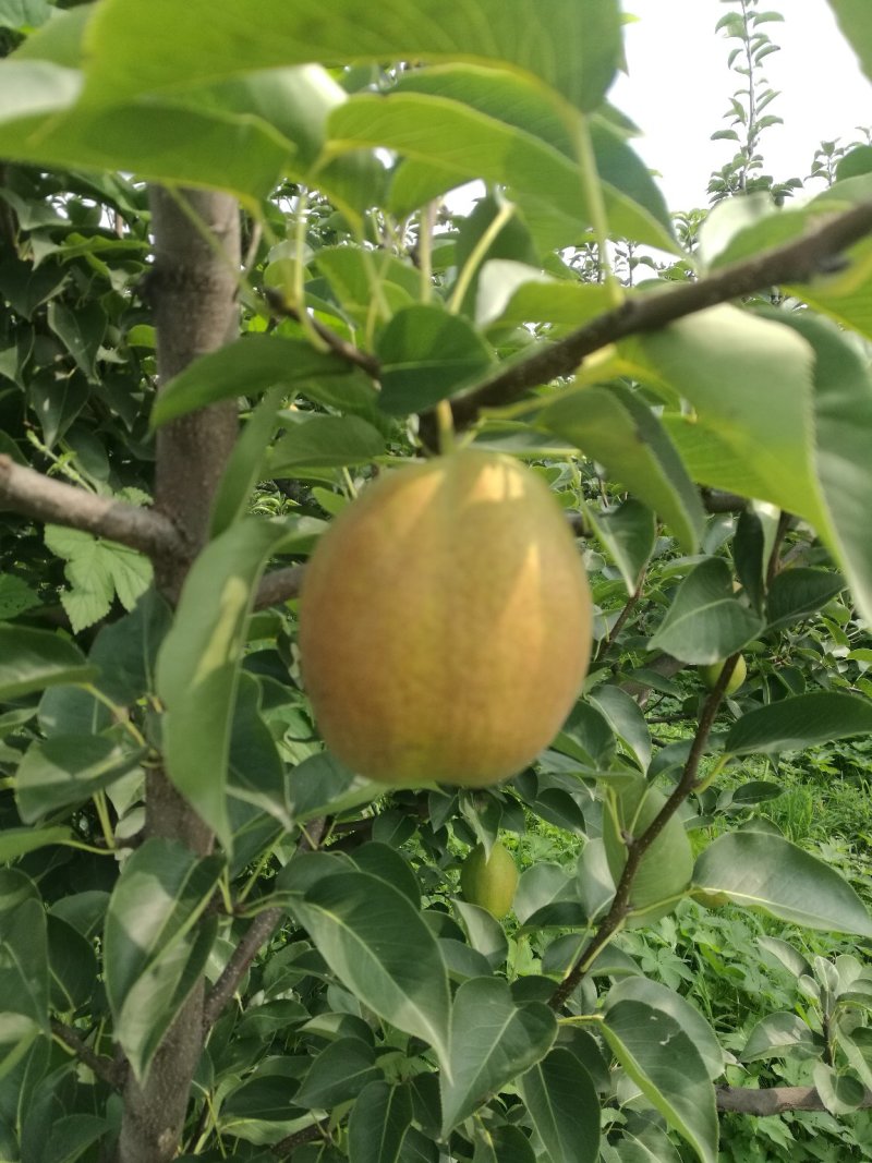 新梨七号电商货，光果梨