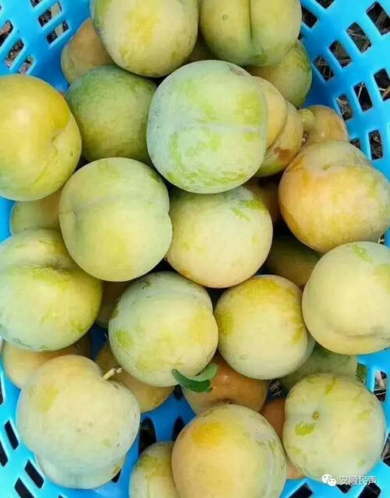 蜂糖李子，青脆李，口感纯甜，个头大，七月份果子成熟，