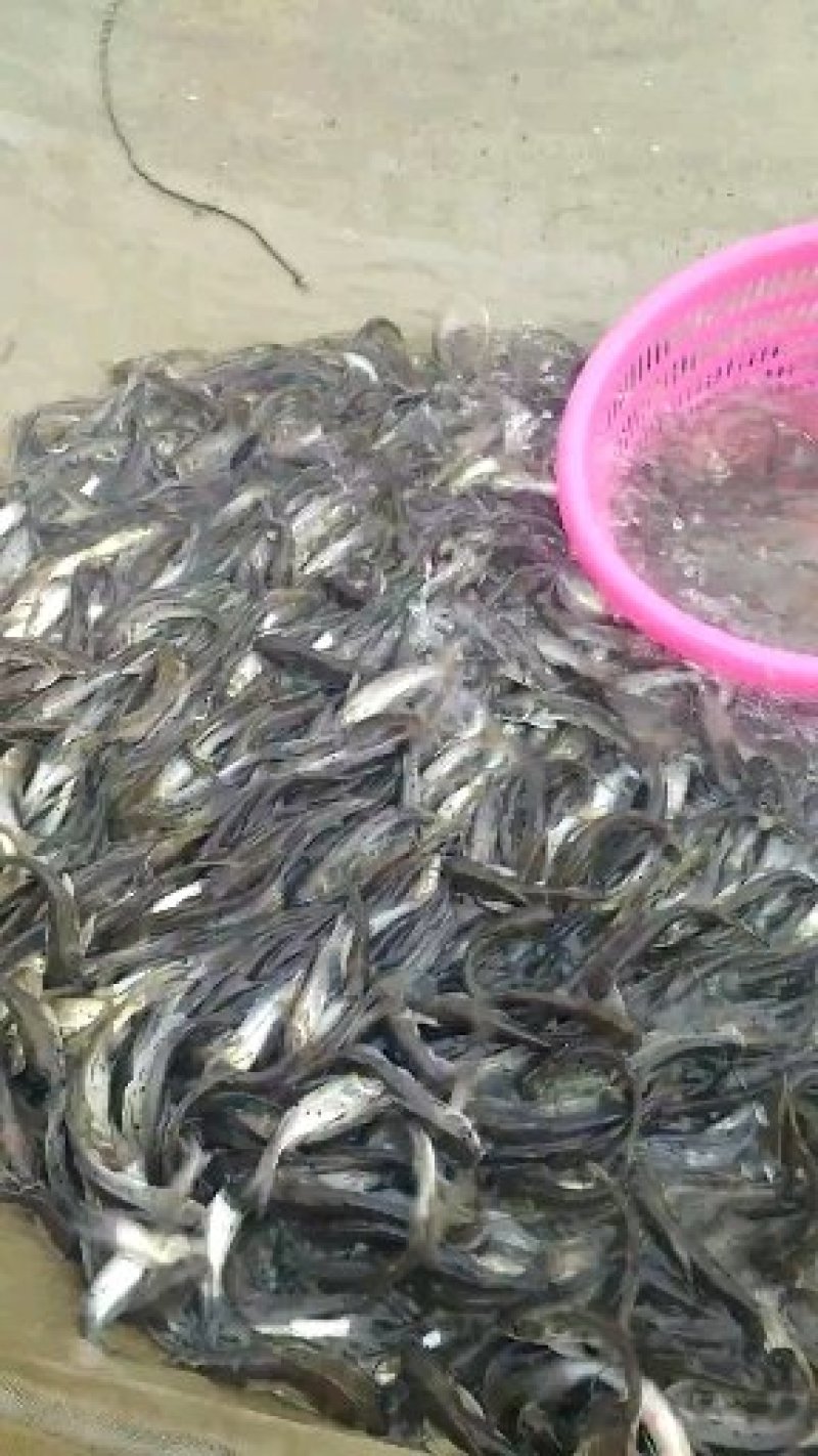 优质班点叉尾（鮰鱼）支持空运快递大巴专业水车发货