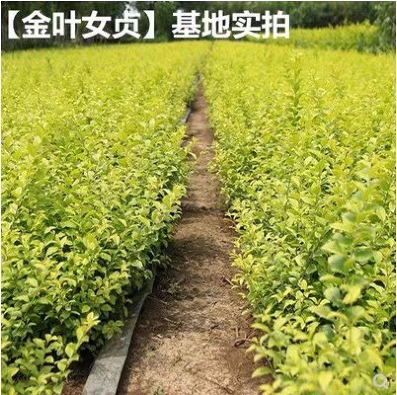 金叶女贞球，金叶女贞球大小规格全工程绿化苗木
