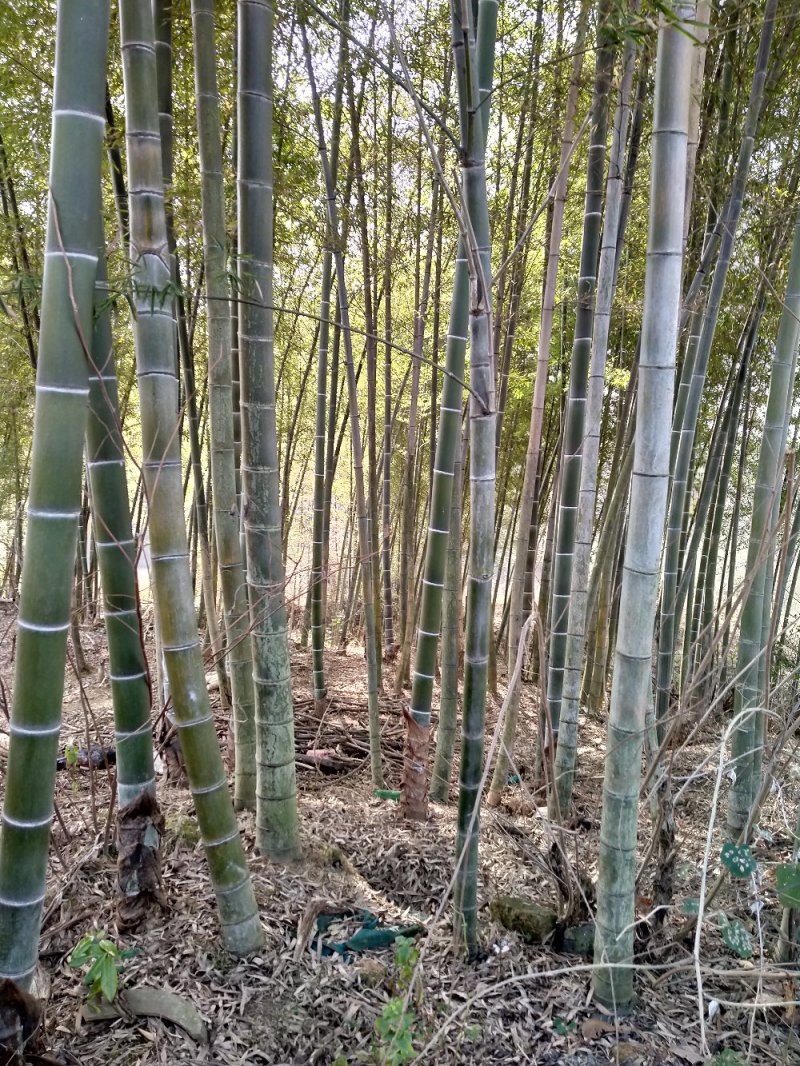 普通大棚