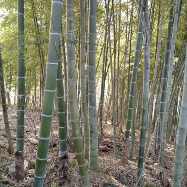 普通大棚