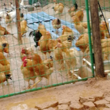 散养瘦肉土鸡油茶树下散养鸡饲养周期长肉质鲜美