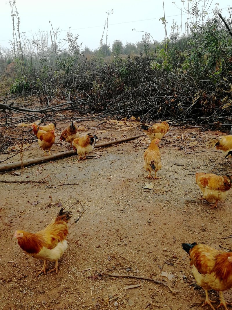 散养瘦肉土鸡