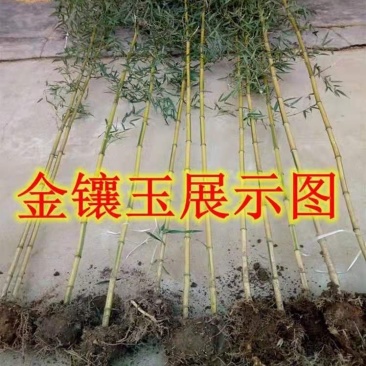 金镶玉竹苗庭院绿化盆栽道路小区别墅绿化地里现起苗包邮