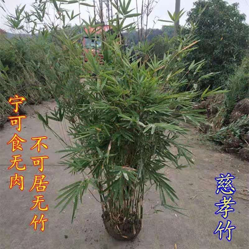 金镶玉竹苗庭院绿化盆栽道路小区别墅绿化地里现起苗包邮