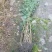 金镶玉竹庭院绿化高1.5m包邮好成活可视频看货