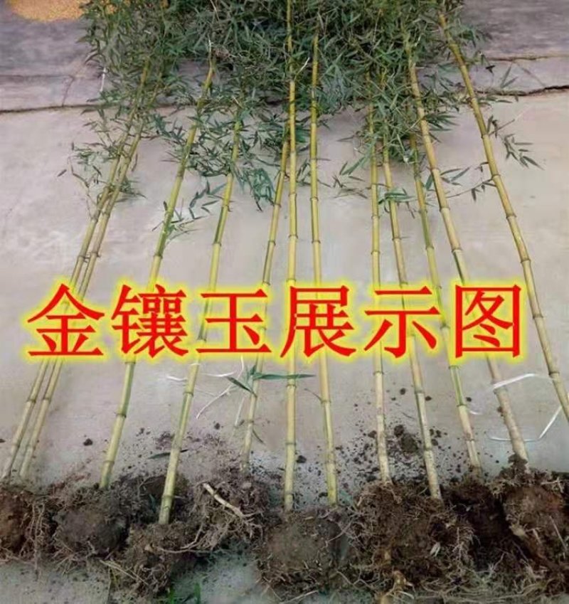 金镶玉竹庭院绿化高1.5m包邮好成活可视频看货