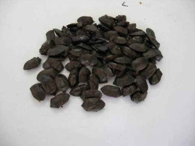 九香虫，常年批发各种规格冷背中药材，九香虫量大从优