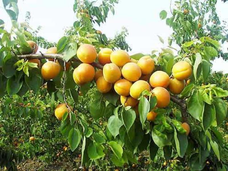 金太阳沙金红凯特杏子苗保证品种质量现挖现发。下单备注品种