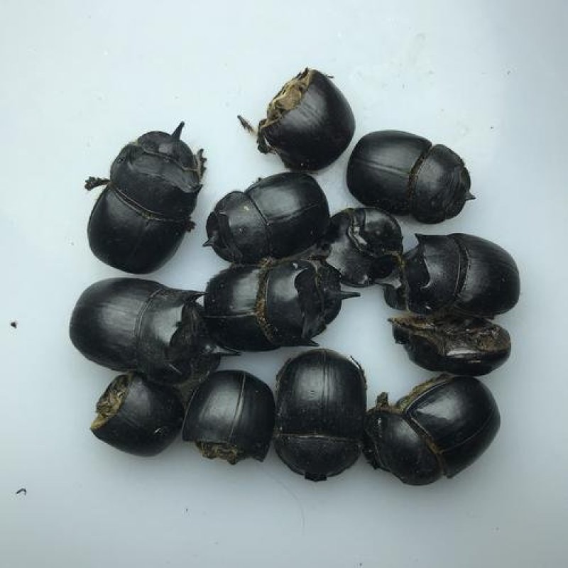 蜣螂虫，大将军中药材批发代购