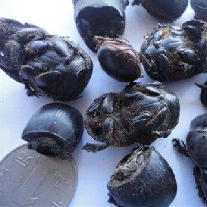 蜣螂虫，大将军中药材批发代购