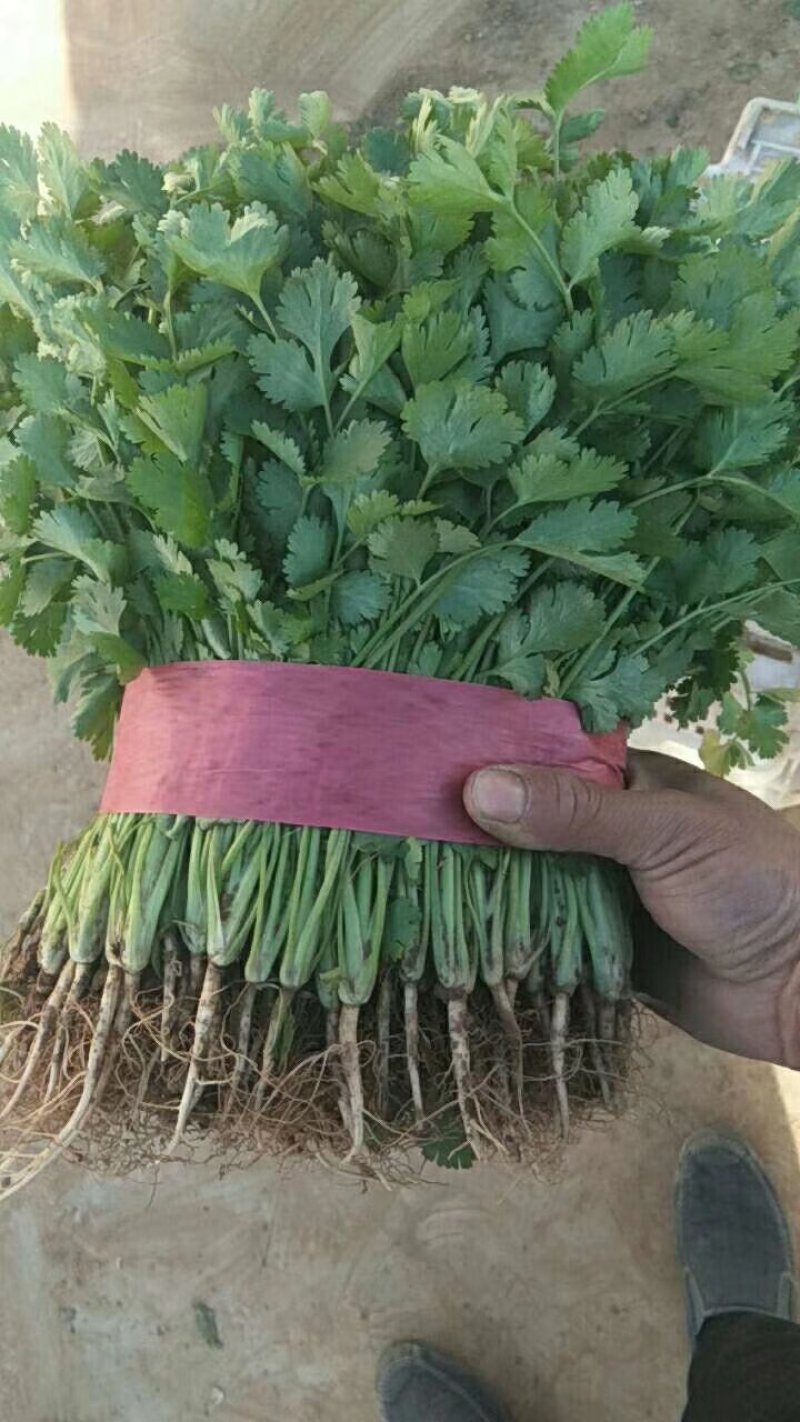 精品香菜
