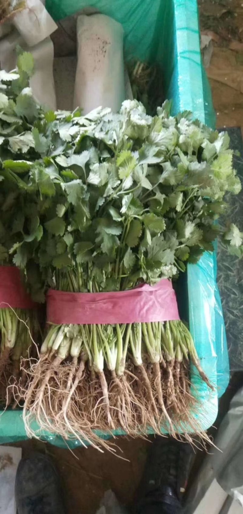 精品香菜