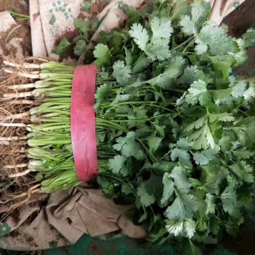 精品香菜