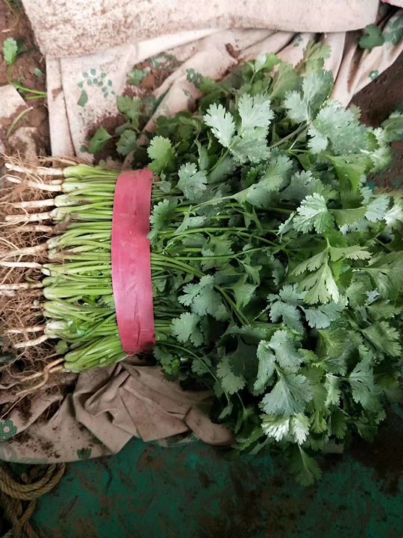 精品香菜