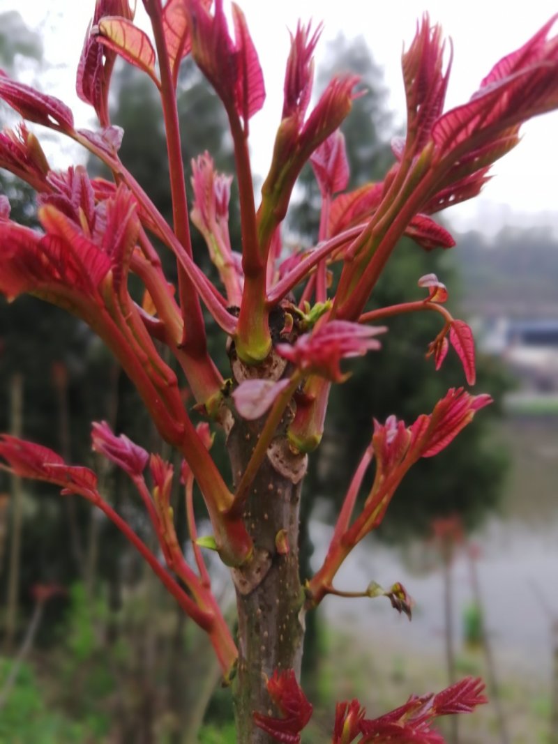 红油香椿芽！种植基地直发！