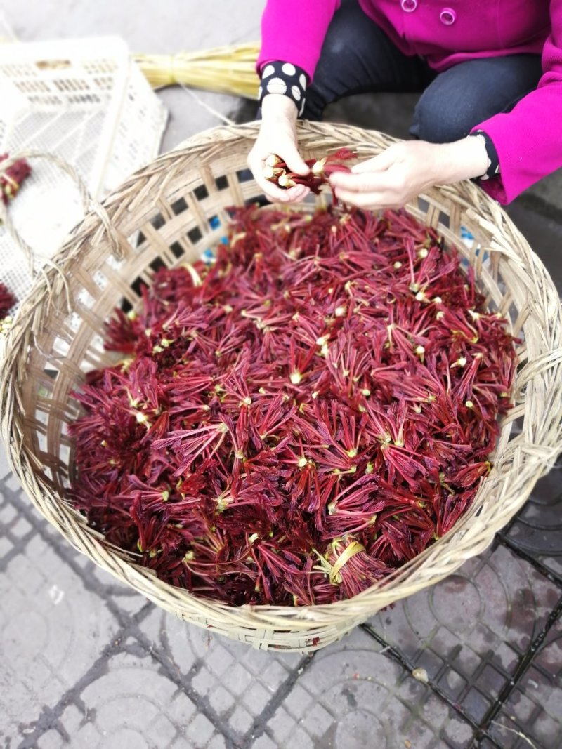 红油香椿芽！种植基地直发！