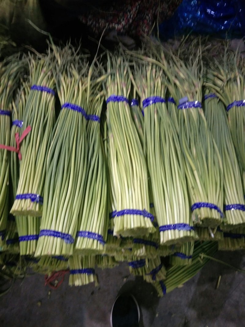 金乡芹菜大量上市散装袋装箱装都可以