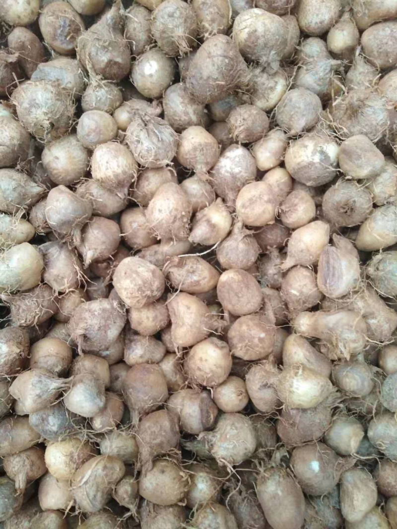 优质高产半夏种球（0.8～1.6）提供技术指导包回收