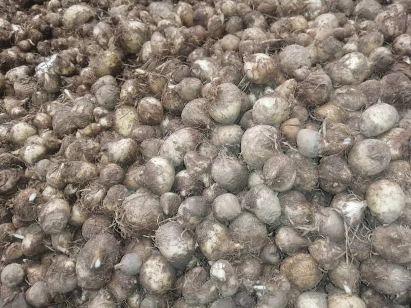 优质高产半夏种球（0.8～1.6）提供技术指导包回收