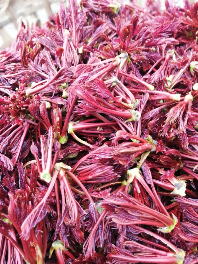 优质红油香椿芽！货源充足！品质保证