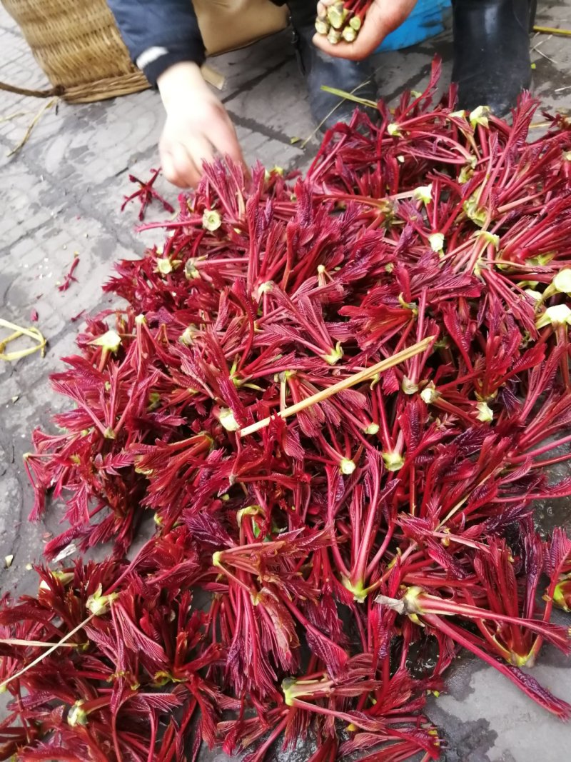 优质红油香椿芽！货源充足！品质保证