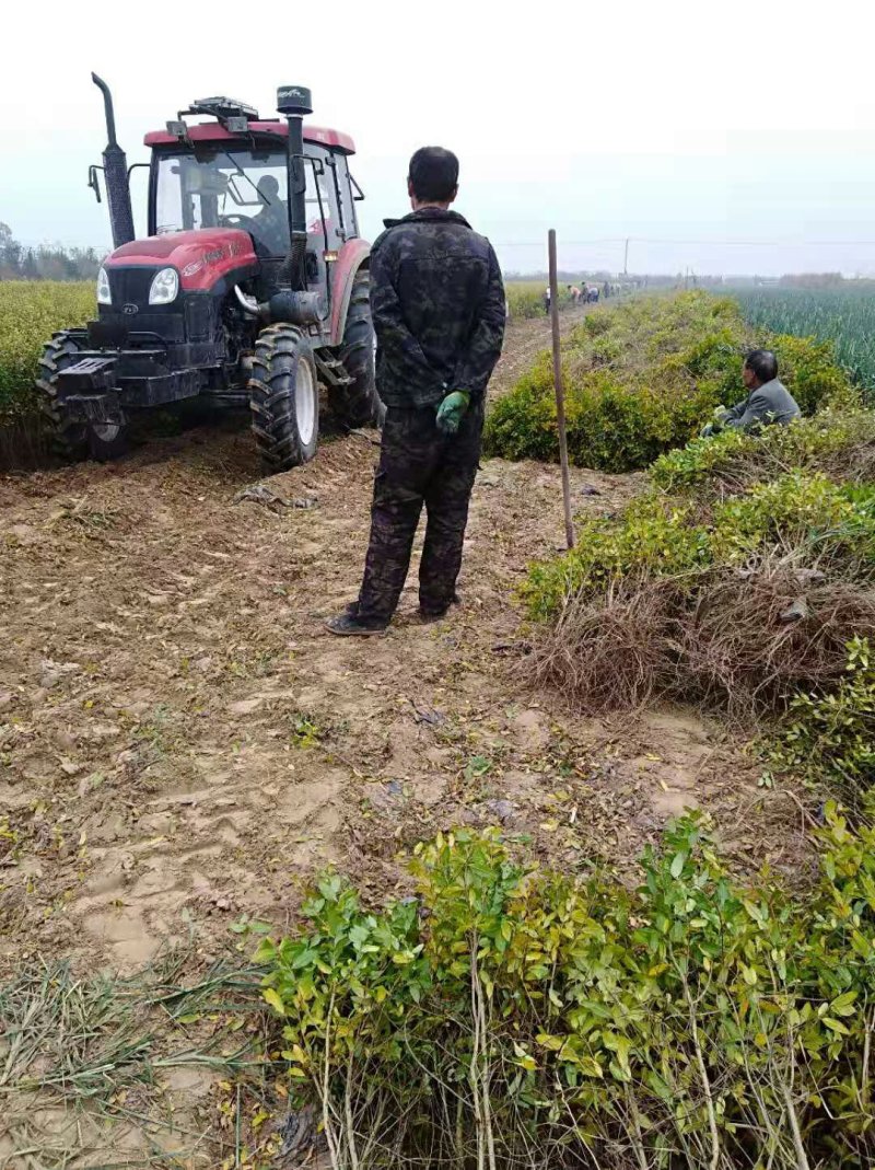 代办代收突尼斯嫁接软籽石榴苗，农户自产自售，1一4年嫁接