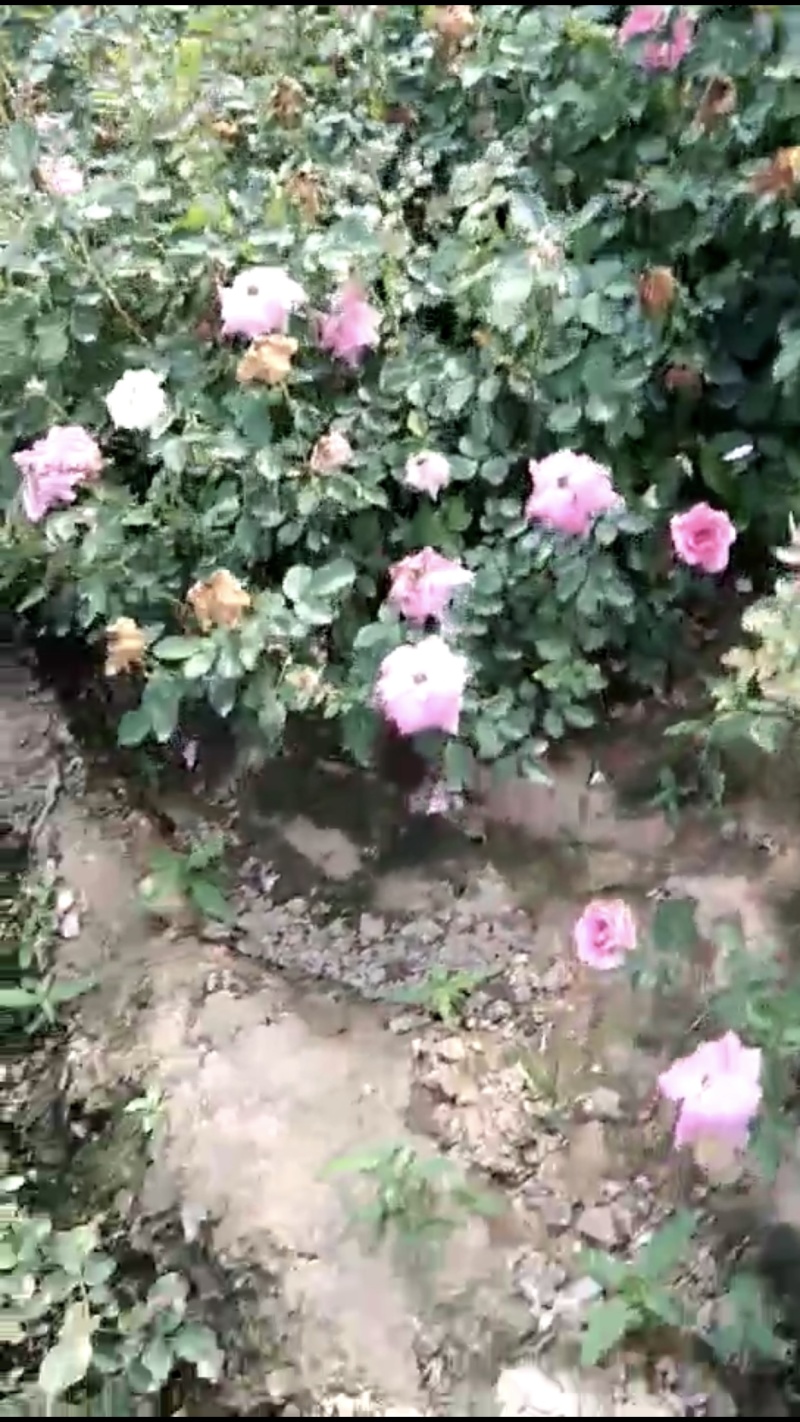 月季