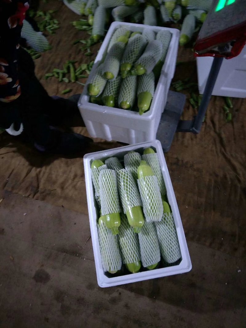 山东优质西葫芦产地直销质量保证视频对接量大从优