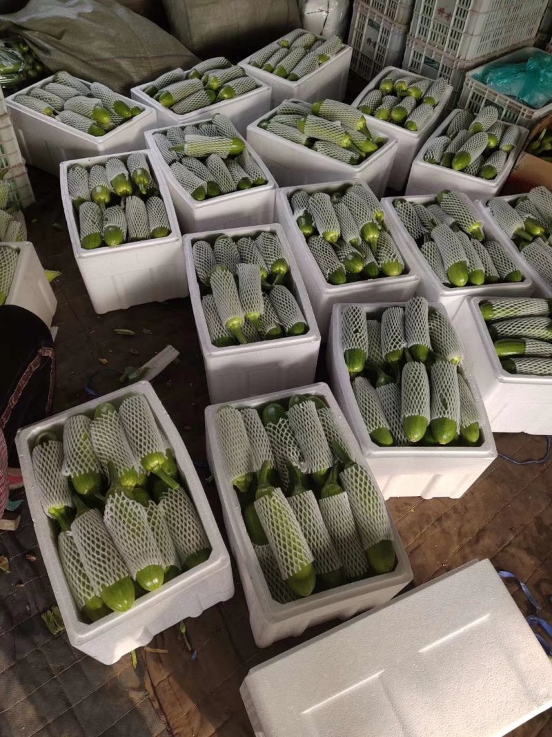 山东优质西葫芦产地直销质量保证视频对接量大从优