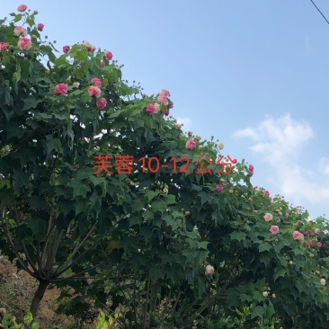 芙蓉