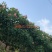 芙蓉