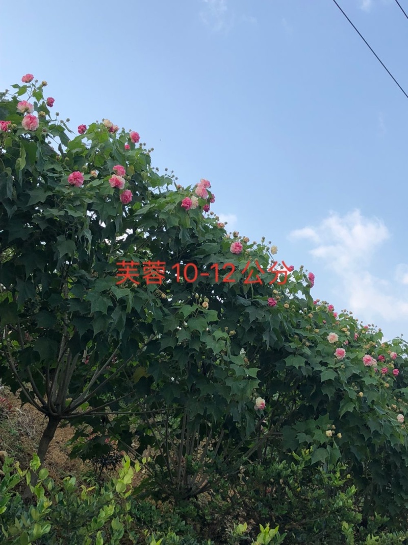 芙蓉