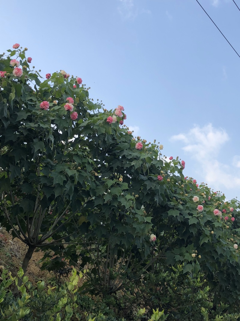 芙蓉