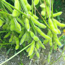 国审毛豆种子，分枝能力强3粒米居多。豆荚饱满有豆衣
