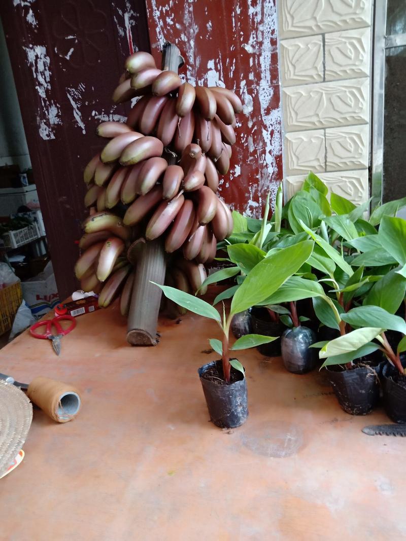 香蕉苗红美人红香蕉苗带营养土发货包成活