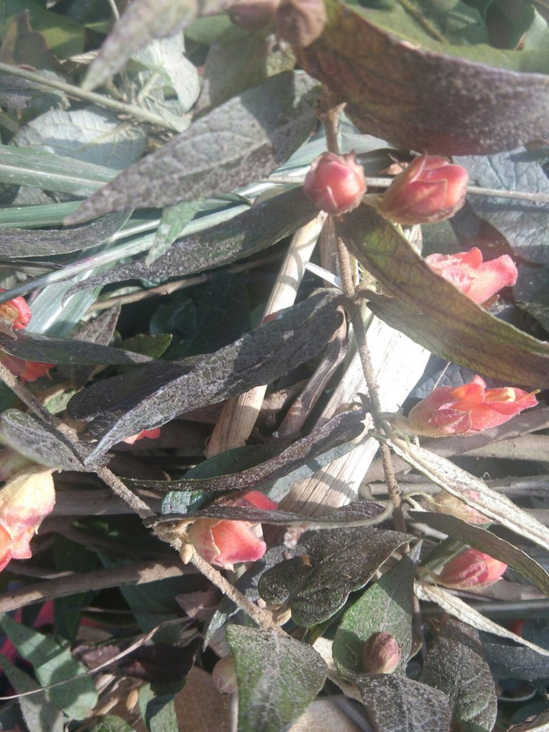 药王来江藤