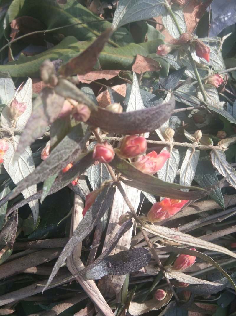 药王来江藤