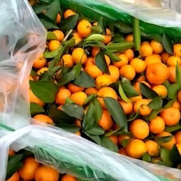 广东省仁化县粤北山区沙糖桔清甜化渣无籽纯食品！