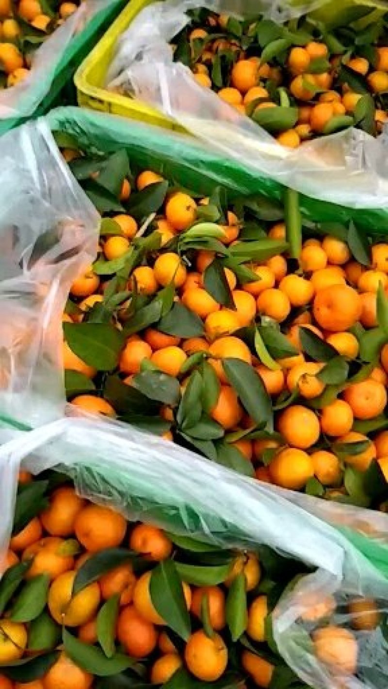 广东省仁化县粤北山区沙糖桔清甜化渣无籽纯食品！