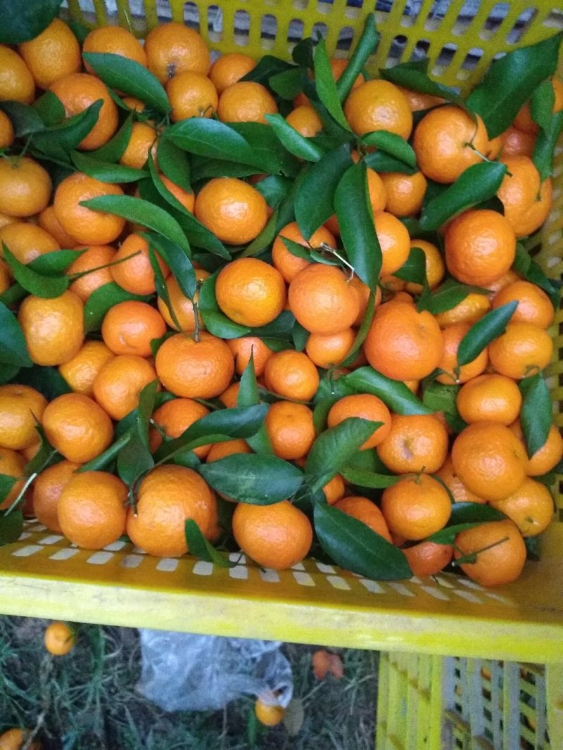 广东省仁化县粤北山区沙糖桔清甜化渣无籽纯食品！