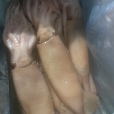 鱿鱼